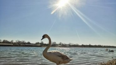 ХУМАНИТАРНЕ И СПОРТСКЕ МАНИФЕСТАЦИЈЕ ЗА ВИКЕНД